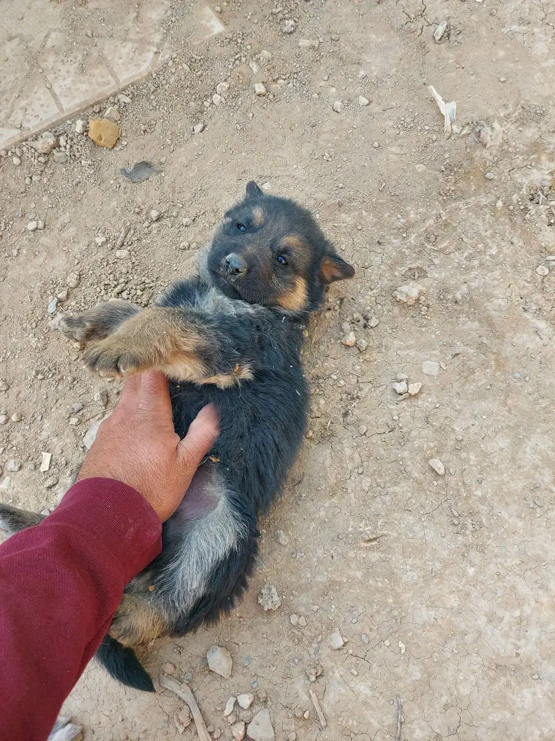 توله سگ ژرمن واگذاری|سگ|اصفهان, بوستان ناژوان|دیوار