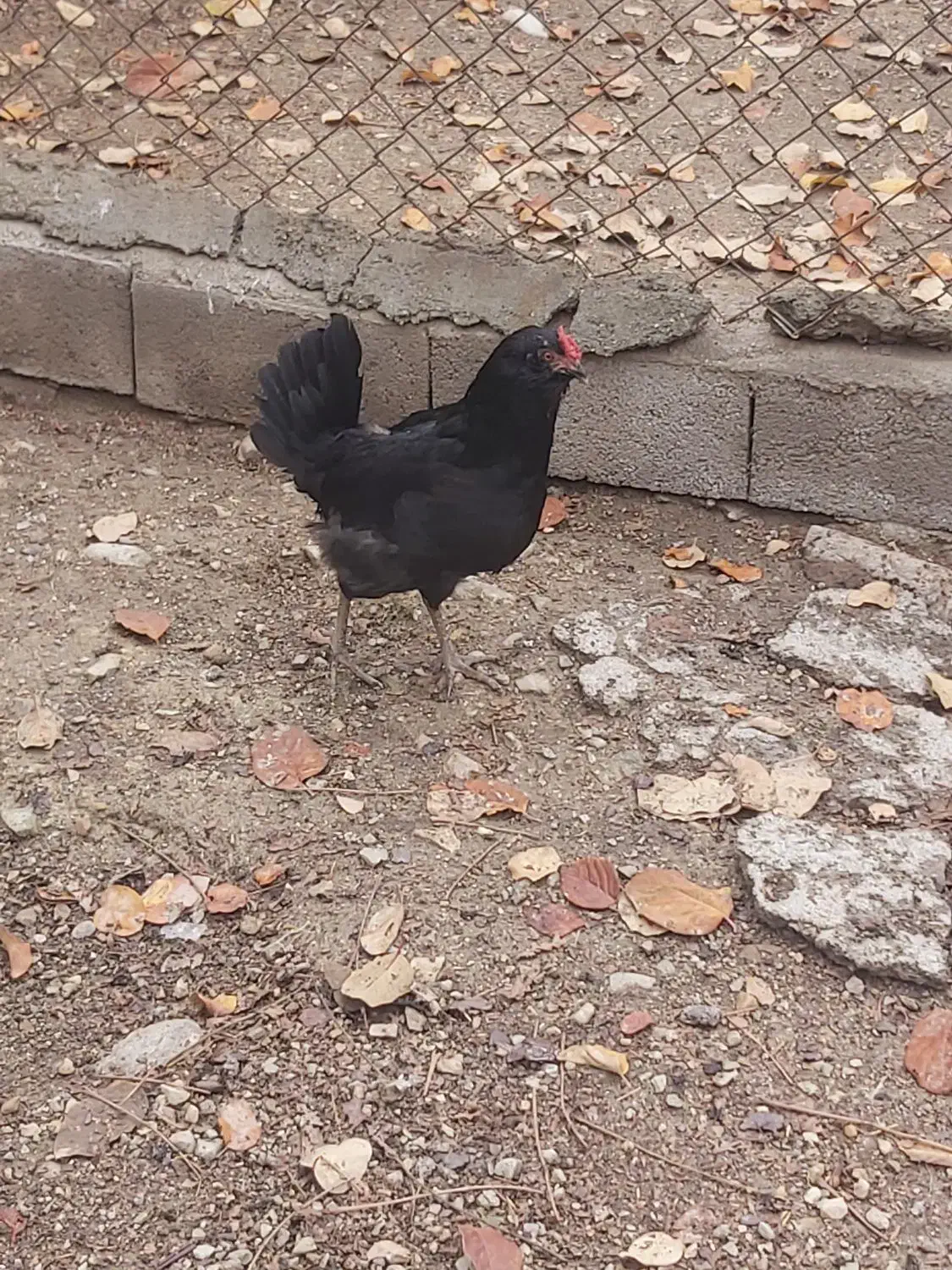 مرغ و خروس گلین|حیوانات مزرعه|لواسان, |دیوار