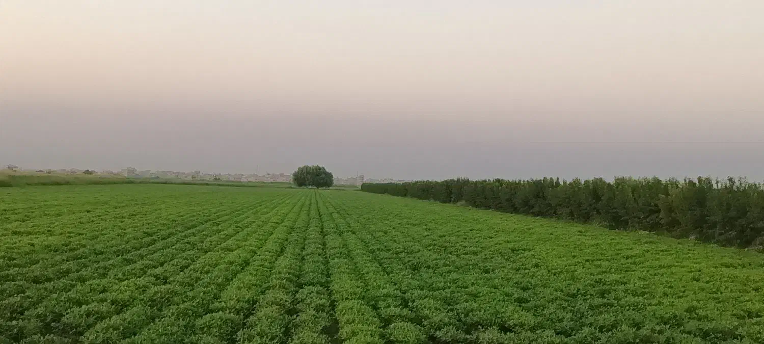 سرکارگر هستم هرکی کارکشاوزی داشت تماس بگیره|خدمات باغبانی و درختکاری|پارس‌آباد, |دیوار