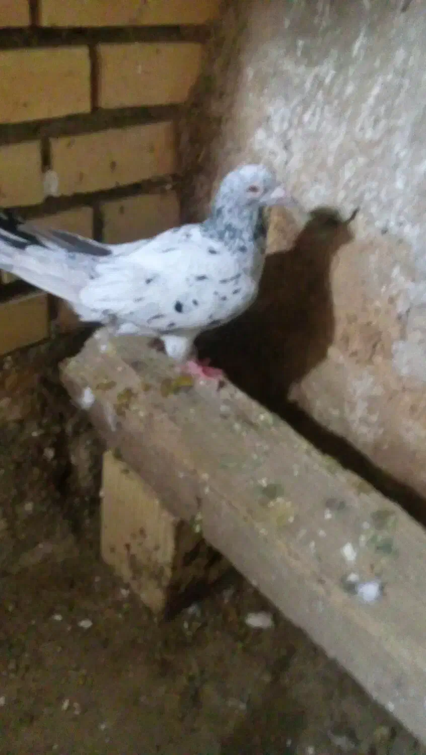 کوهی|پرنده|شوشتر, |دیوار