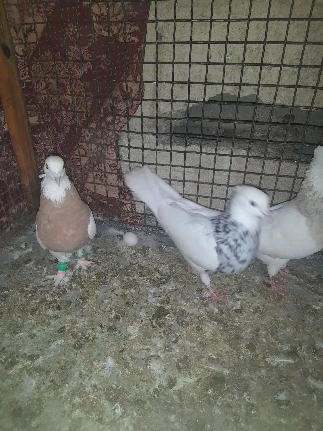 فروش 4عدد طوقی و یک عدد دمبی|پرنده|لامرد, |دیوار