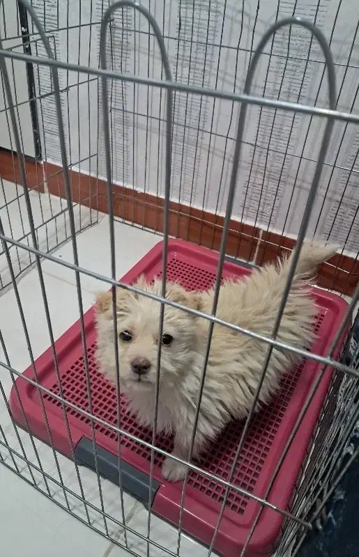 سگ شیتزو|سگ|قزوین, |دیوار