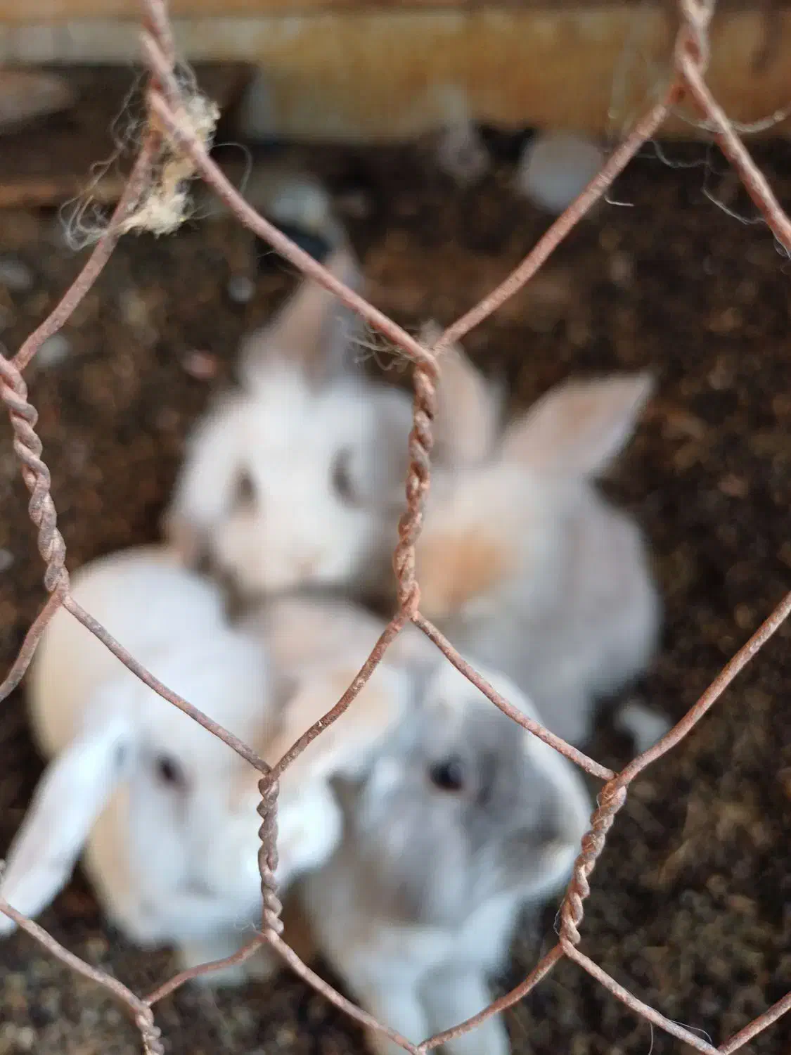 تعدادی خرگوش لپ.. یک جفت کوتوله|موش و خرگوش|رفسنجان, |دیوار