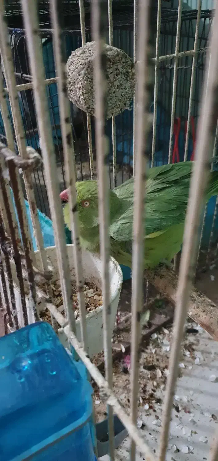 پرنده برافروش|پرنده|خرمشهر, |دیوار