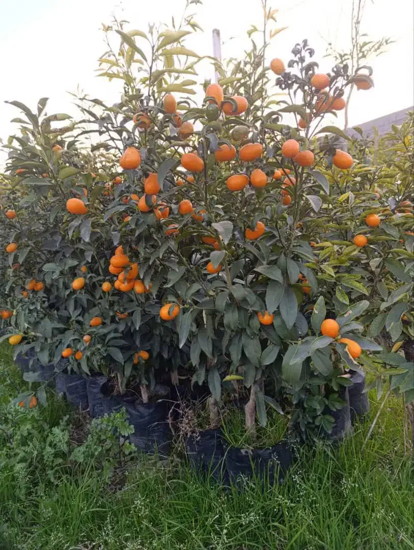 تمامی گل های آپارتمانی و باغچه و مرکبات|گل و گیاه طبیعی|تهران, گیشا|دیوار