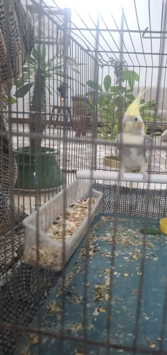 عروس هلندی ابلق|پرنده|پیر بکران, |دیوار