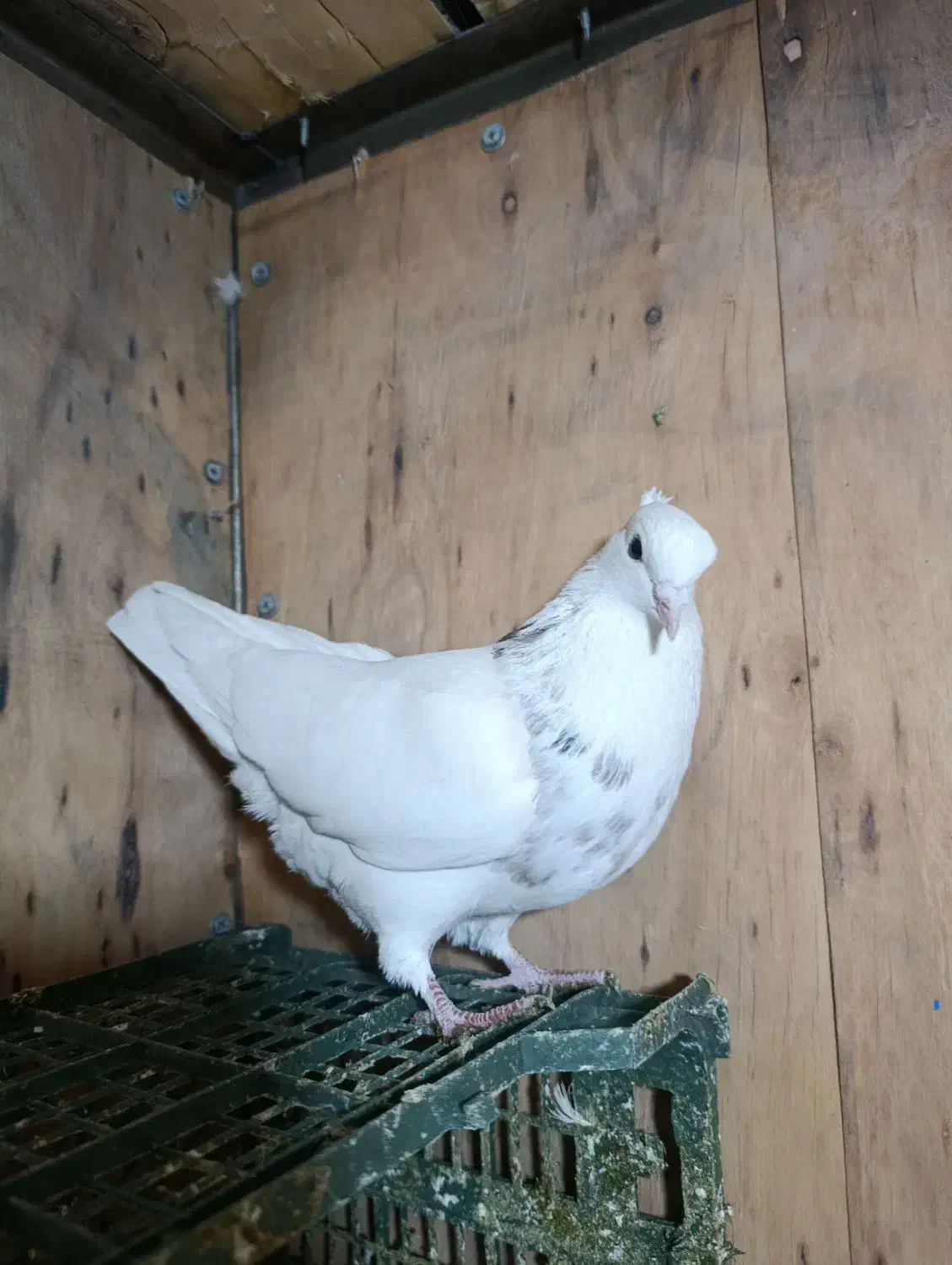 پرنده|پرنده|پردیس, شهرک صنعتی خرمدشت فاز ۷|دیوار