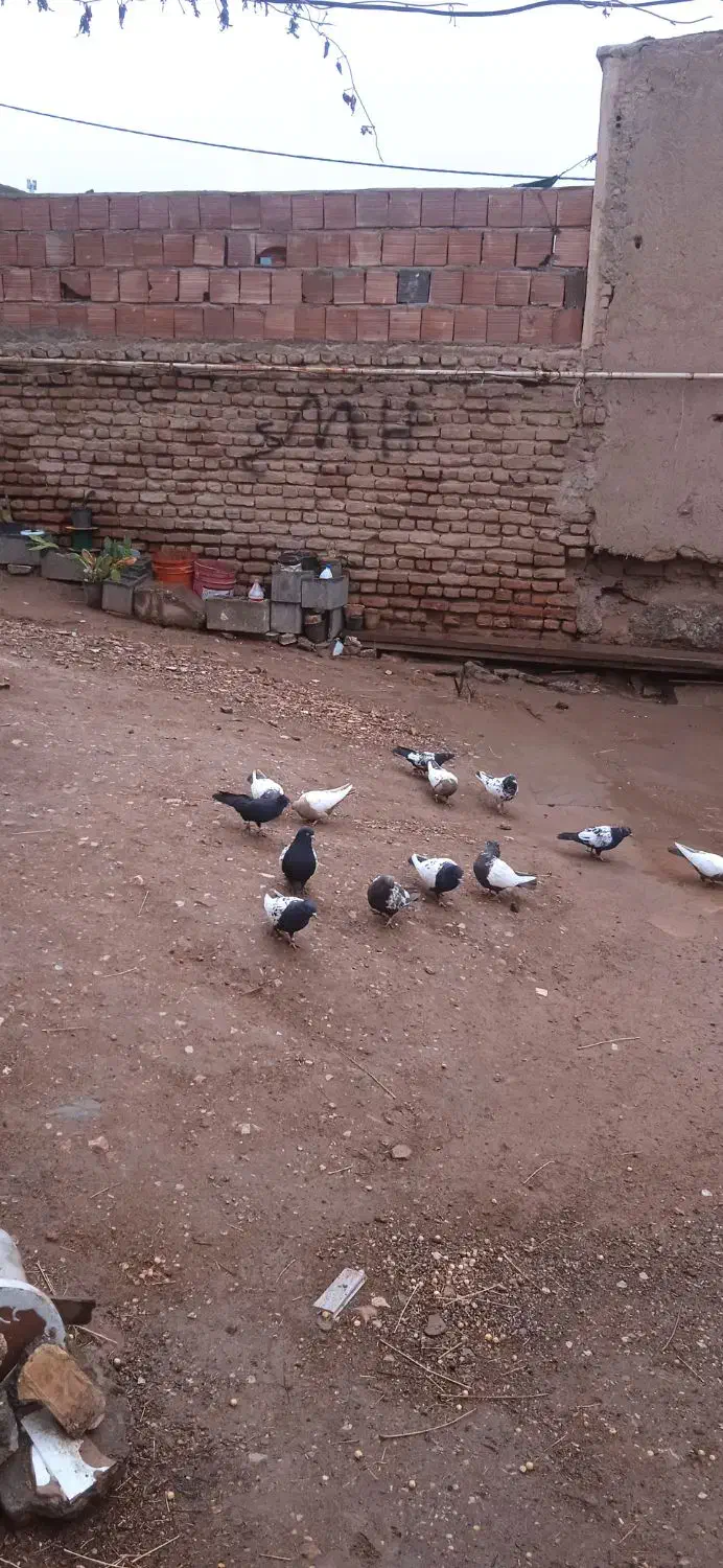 کفتر معلقی|پرنده|کرمان, |دیوار