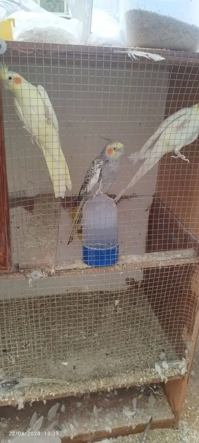 عروس هلندی|پرنده|یزد, |دیوار