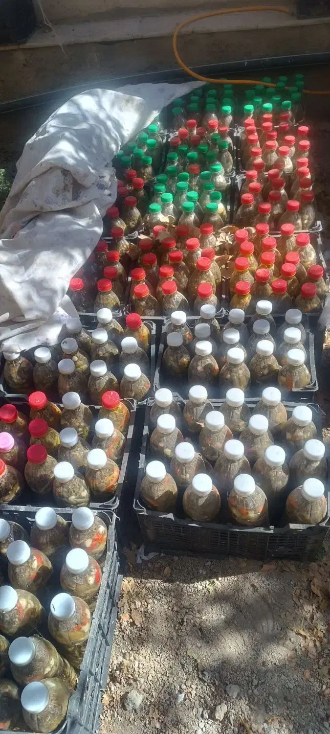 خیارشور درجه ۱|خوردنی و آشامیدنی|اشترینان, |دیوار