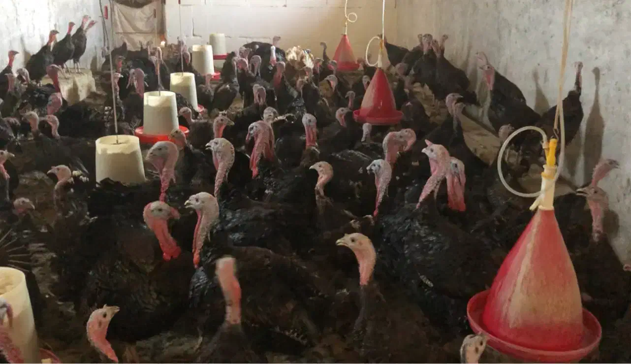 فروش گله بوقلمون یکجا زیر قیمت دانسفهان قزوین|حیوانات مزرعه|تاکستان, |دیوار