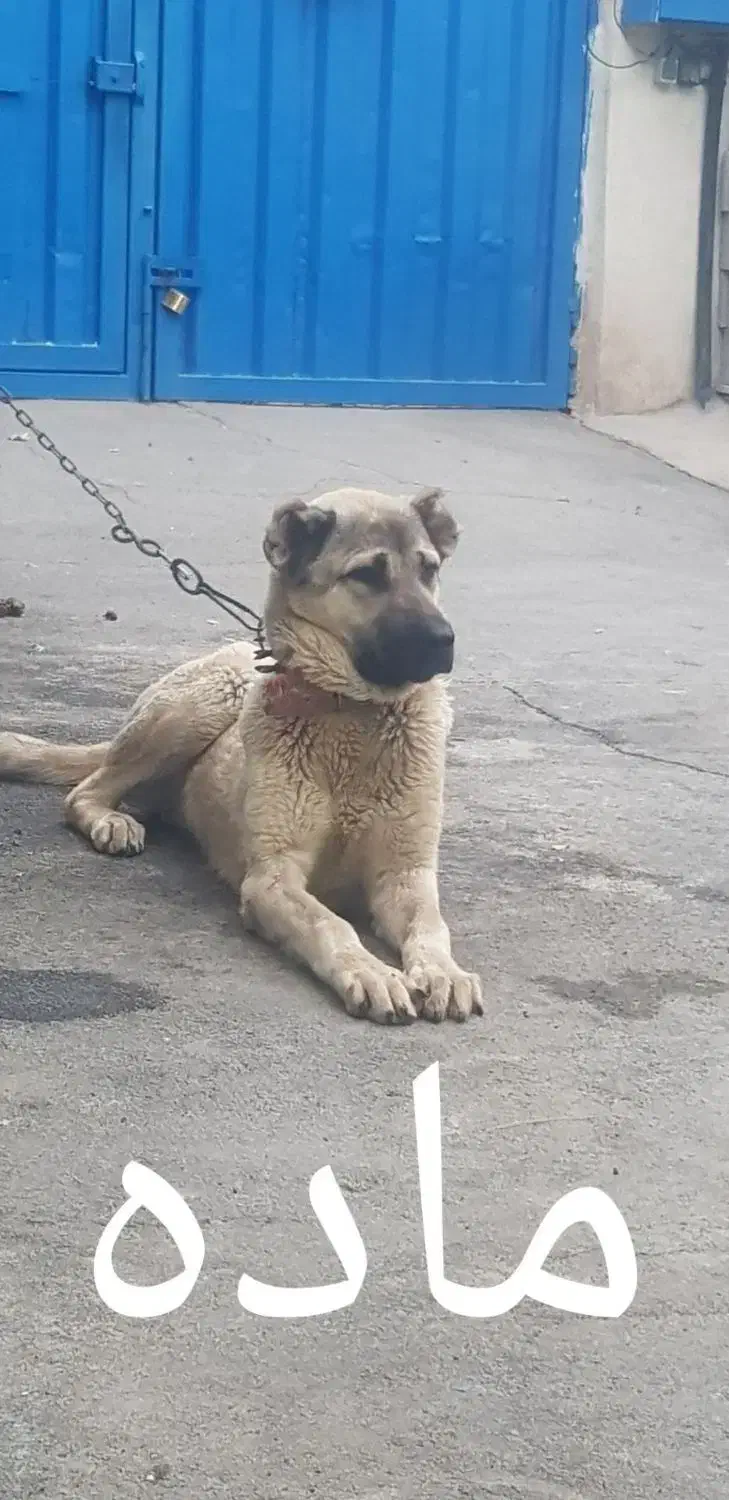 سگ سراب|سگ|قدس, شهرک صنعتی زاگرس|دیوار