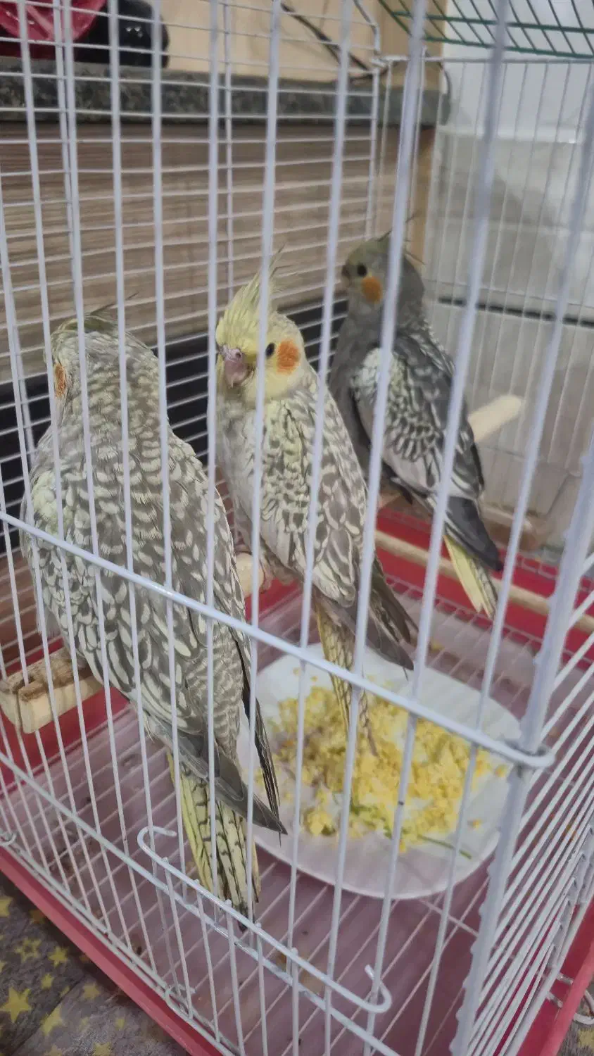 جوجه عروس هلندی نرمی خور|پرنده|مبارکه, |دیوار