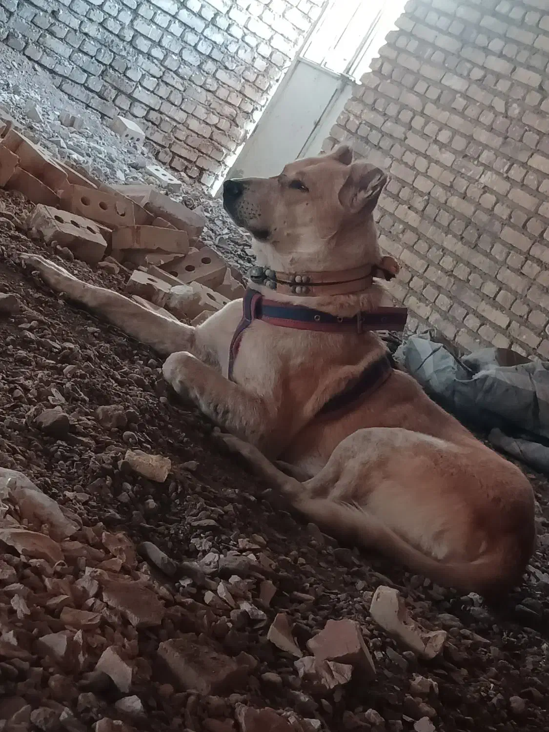 واگذار سگ|سگ|تربتحیدریه, پائین ولایت|دیوار