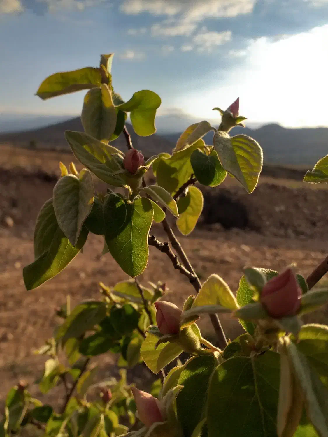 ملک در زمین باغی|فروش دفتر صنعتی، کشاورزی، تجاری|کیاسر, |دیوار