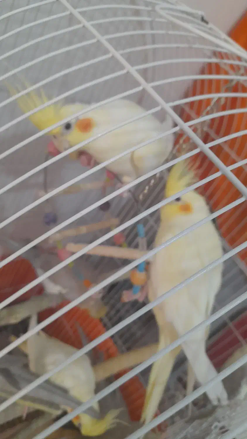 عروس هلندی|پرنده|شاهدشهر, |دیوار