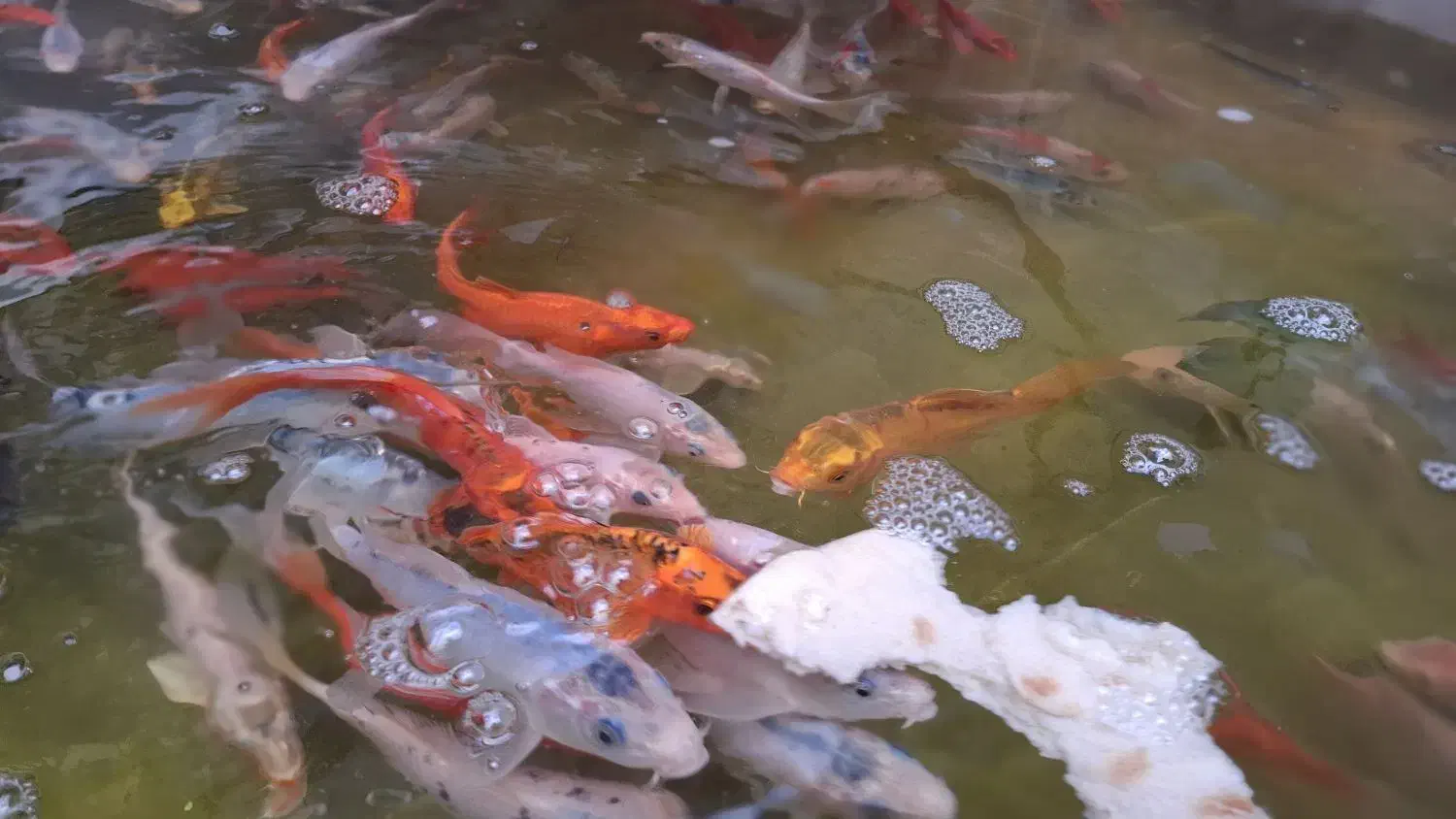 ماهی کوی|ماهی|مشهد, عامل|دیوار