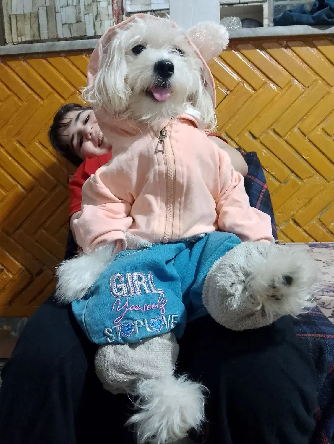 شیتزوتریر ۳ماهه ماده(۱۰میلیون)|سگ|قزوین, |دیوار