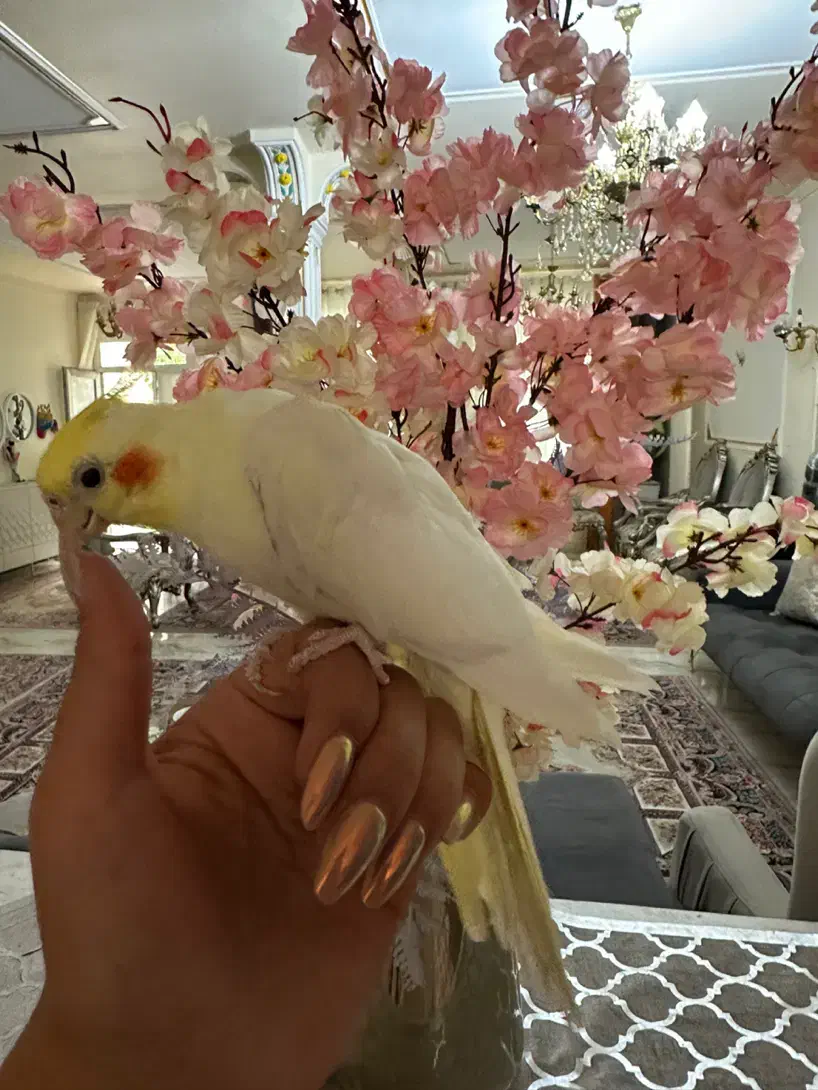 فروش عروس کاملا رام و دستی|پرنده|مشگین شهر, |دیوار