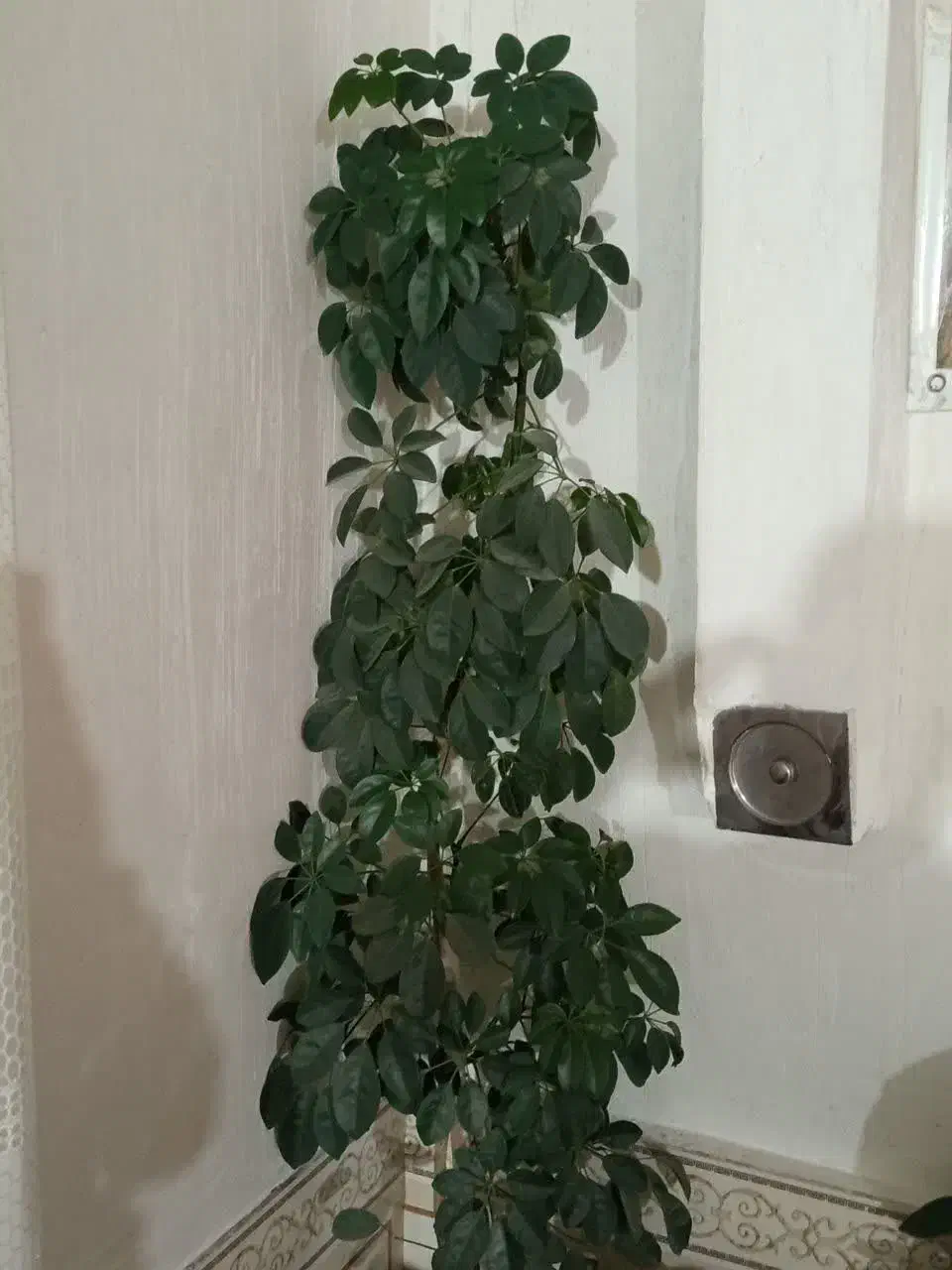 گل ها|گل و گیاه طبیعی|سی‌سخت, |دیوار