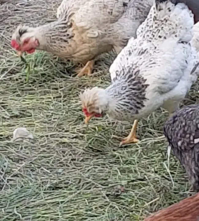 تخم مرغ محلی نطفه دار|حیوانات مزرعه|شفت, |دیوار