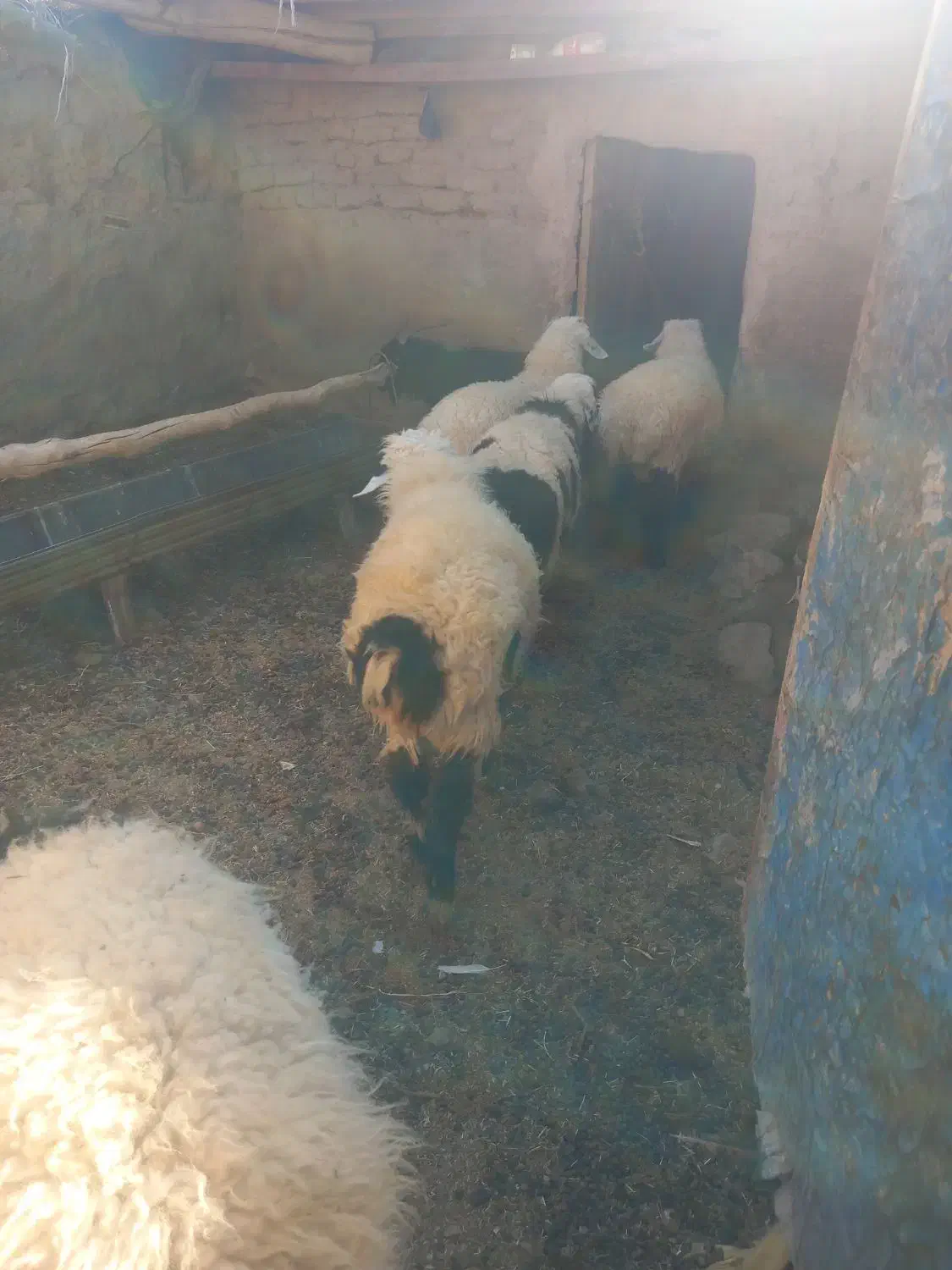 پنج راس بره سفید صادراتی و بزچاق|حیوانات مزرعه|درمیان, |دیوار