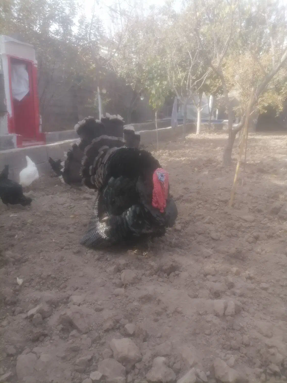 فروش بوقلمون|حیوانات مزرعه|کرج, باغستان|دیوار