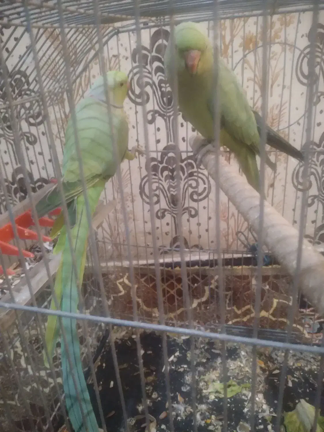 دوجفت طوطی ملنگو|پرنده|اهواز, کوروش|دیوار