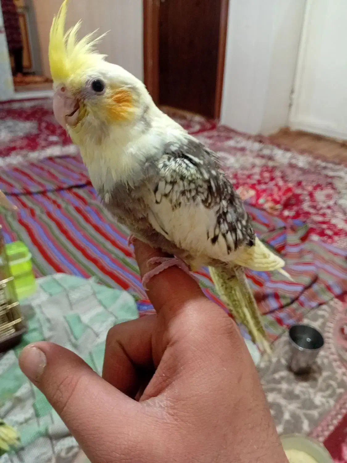 جوجه عروس هلندی|پرنده|ارومیه, |دیوار