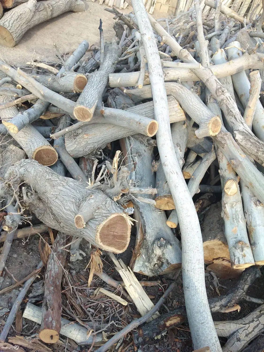 قطع درخت.حرص باغ .خریدار چوب.|خدمات باغبانی و درختکاری|قزوین, |دیوار