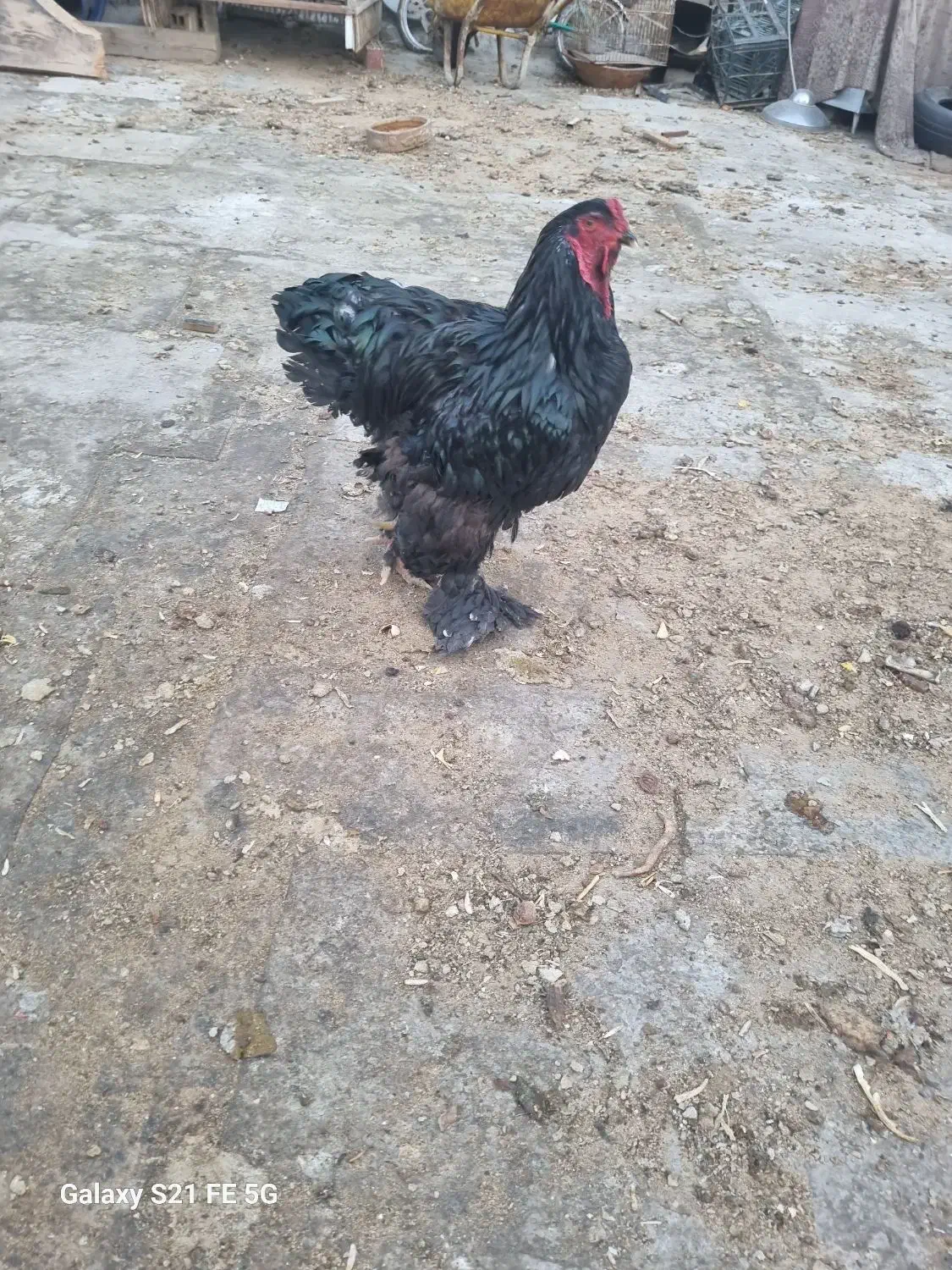 مرغ و خروس|حیوانات مزرعه|شهریار, شهرک امیریه|دیوار