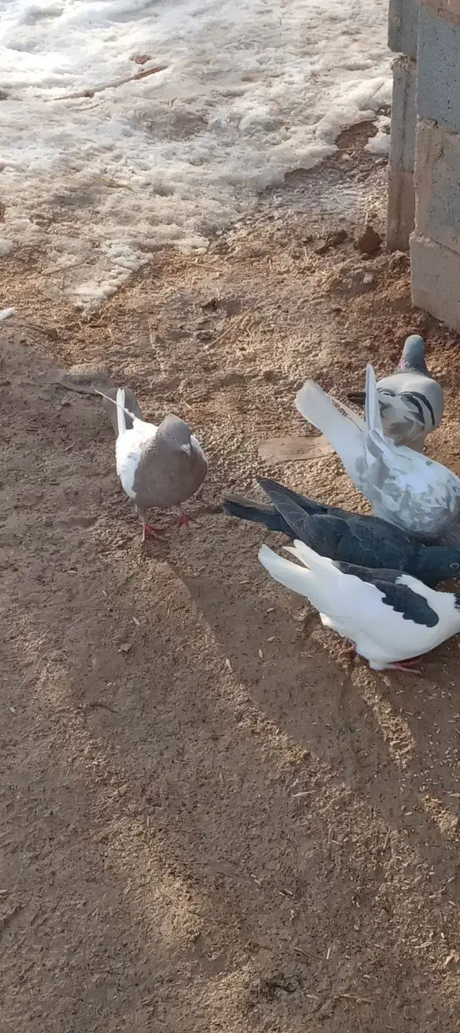 کفتر|پرنده|گرمخان, |دیوار