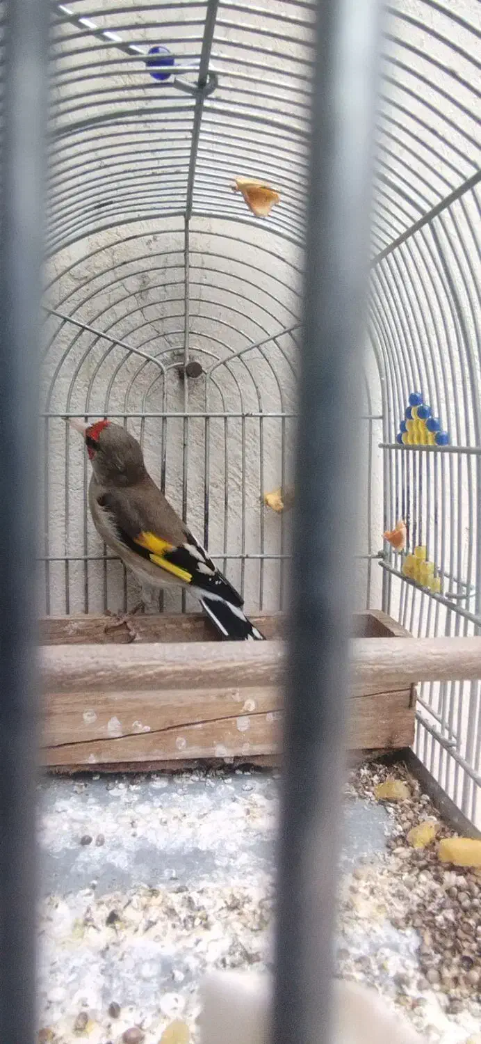 سهره کرمونی دهن زن|پرنده|شیراز, کوشک میدان|دیوار