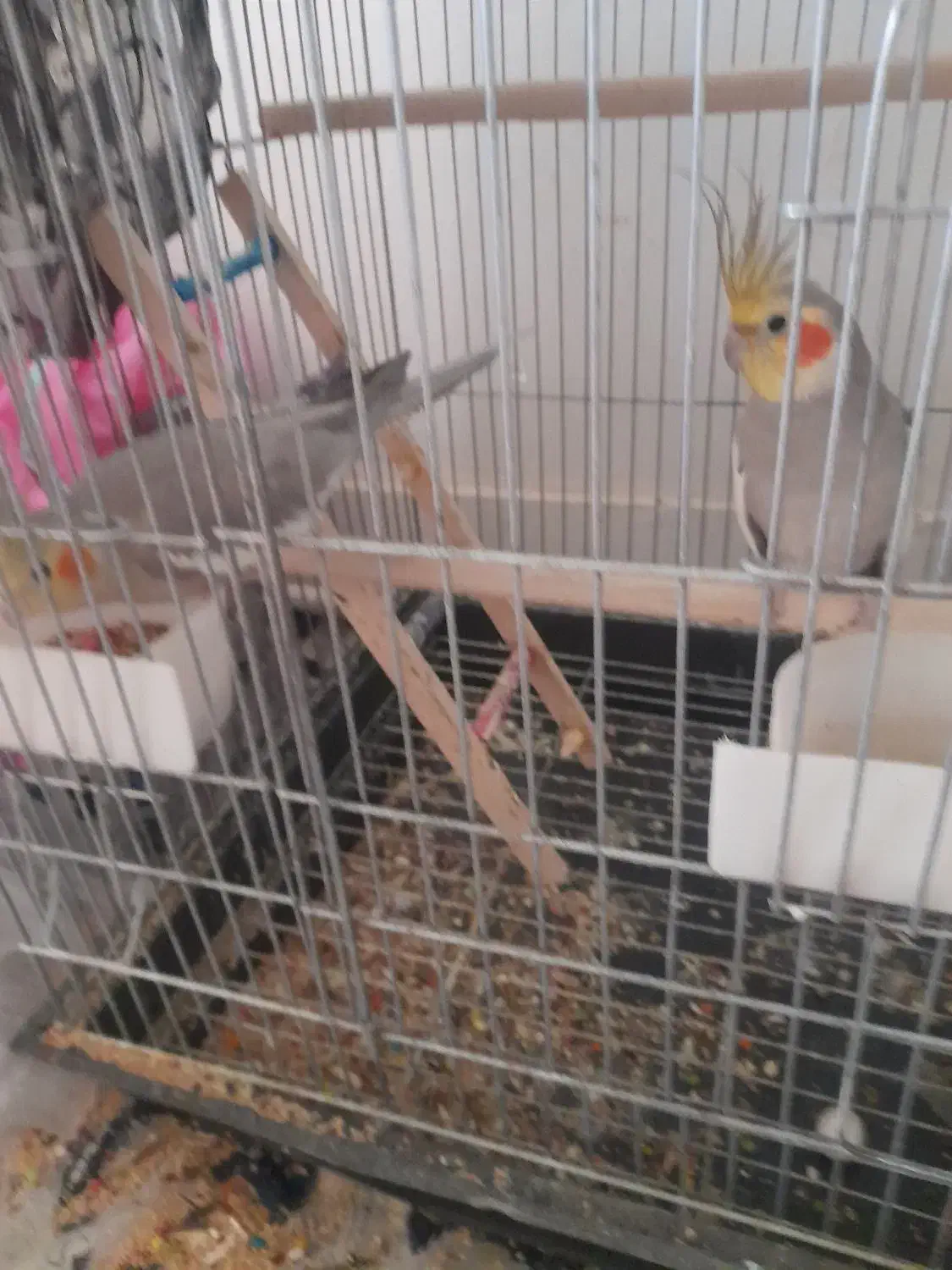 پرنده|پرنده|ورامین, ورامین|دیوار