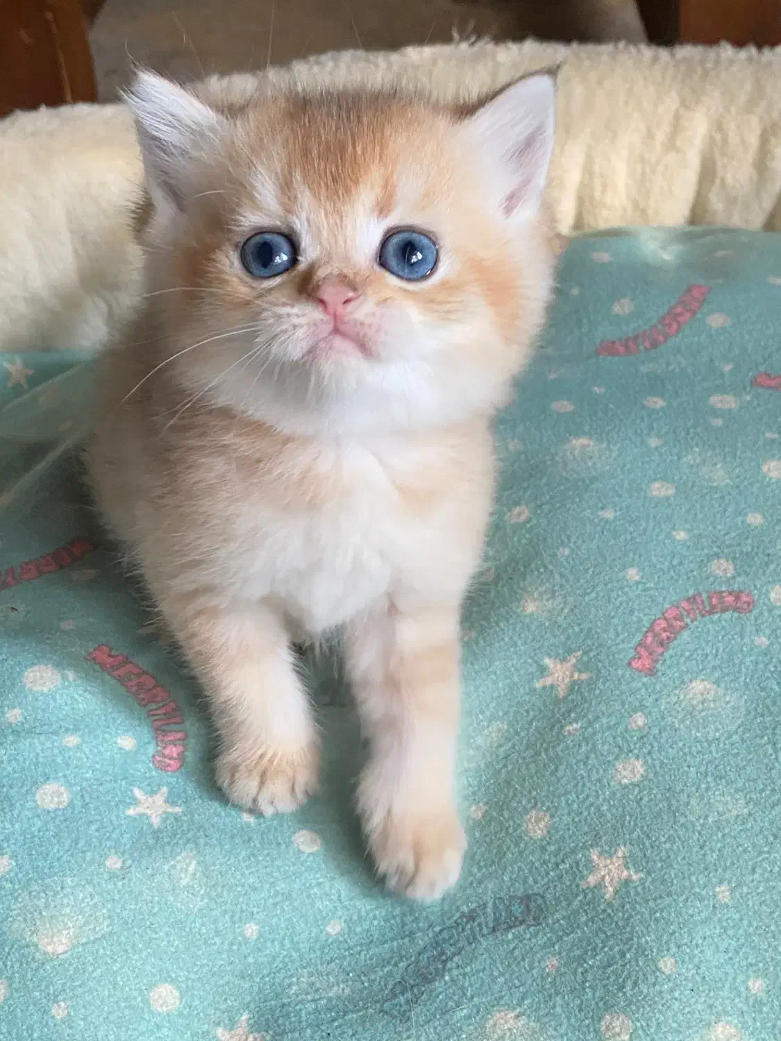 گربه های گلد ny11|گربه|کرج, فاز ۴ مهرشهر|دیوار