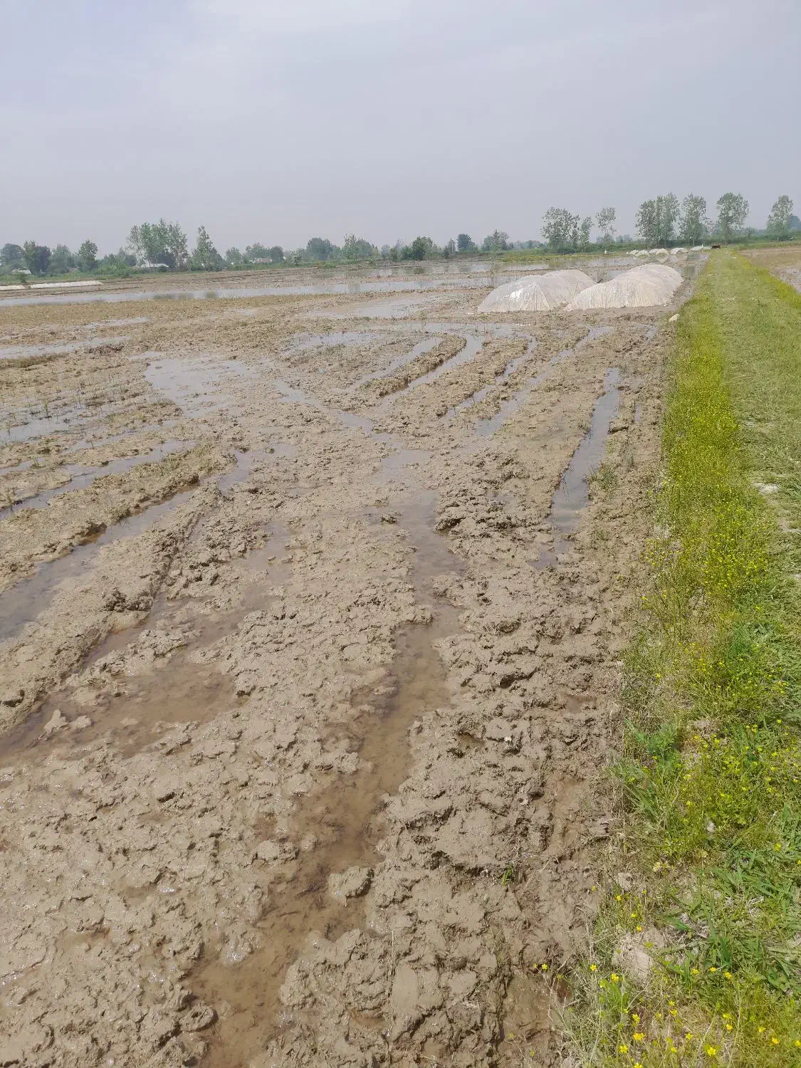 فروش زمین کشاورزی شهید شیرودی ، لاکان|فروش زمین و ملک کلنگی|رشت, لاکان|دیوار