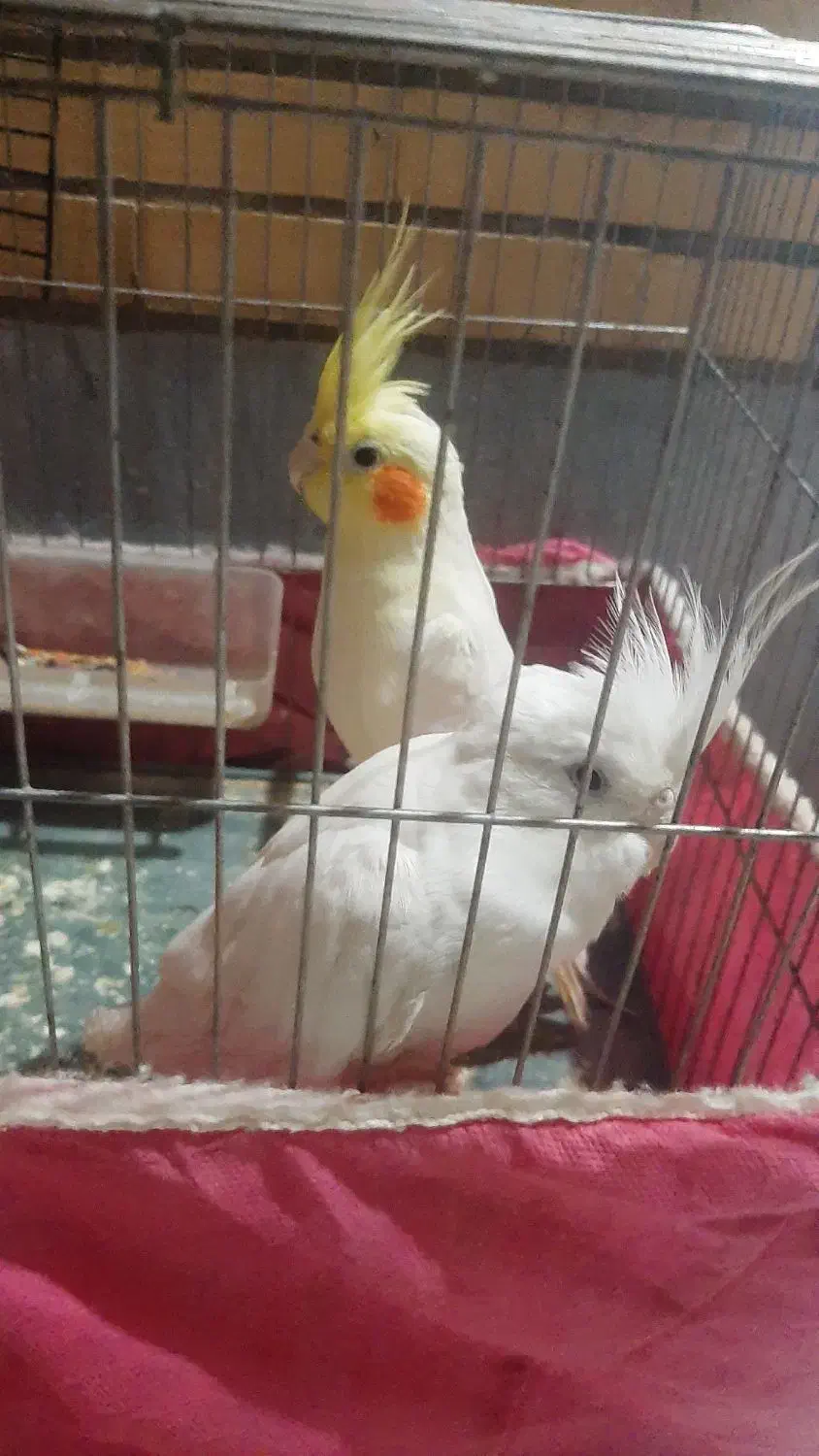 یه جفت عروس هلندی|پرنده|مسجد سلیمان, |دیوار