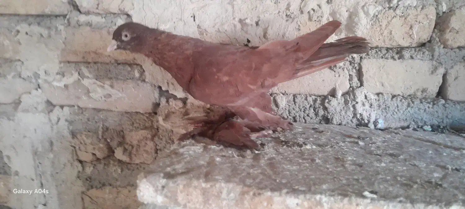 کبوتر قرمز لوتی|پرنده|مرند, |دیوار