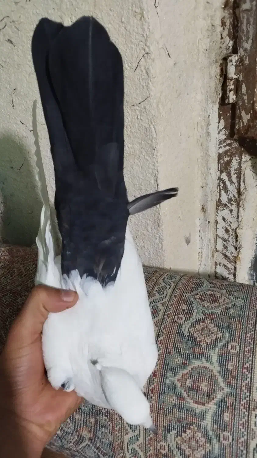 نرو ماده دم سیاه، نر خطی|پرنده|خرمآباد, |دیوار