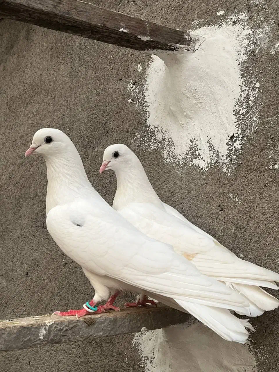 معاوضه یا فروش جفت کبوتر پرشی|پرنده|آمل, |دیوار