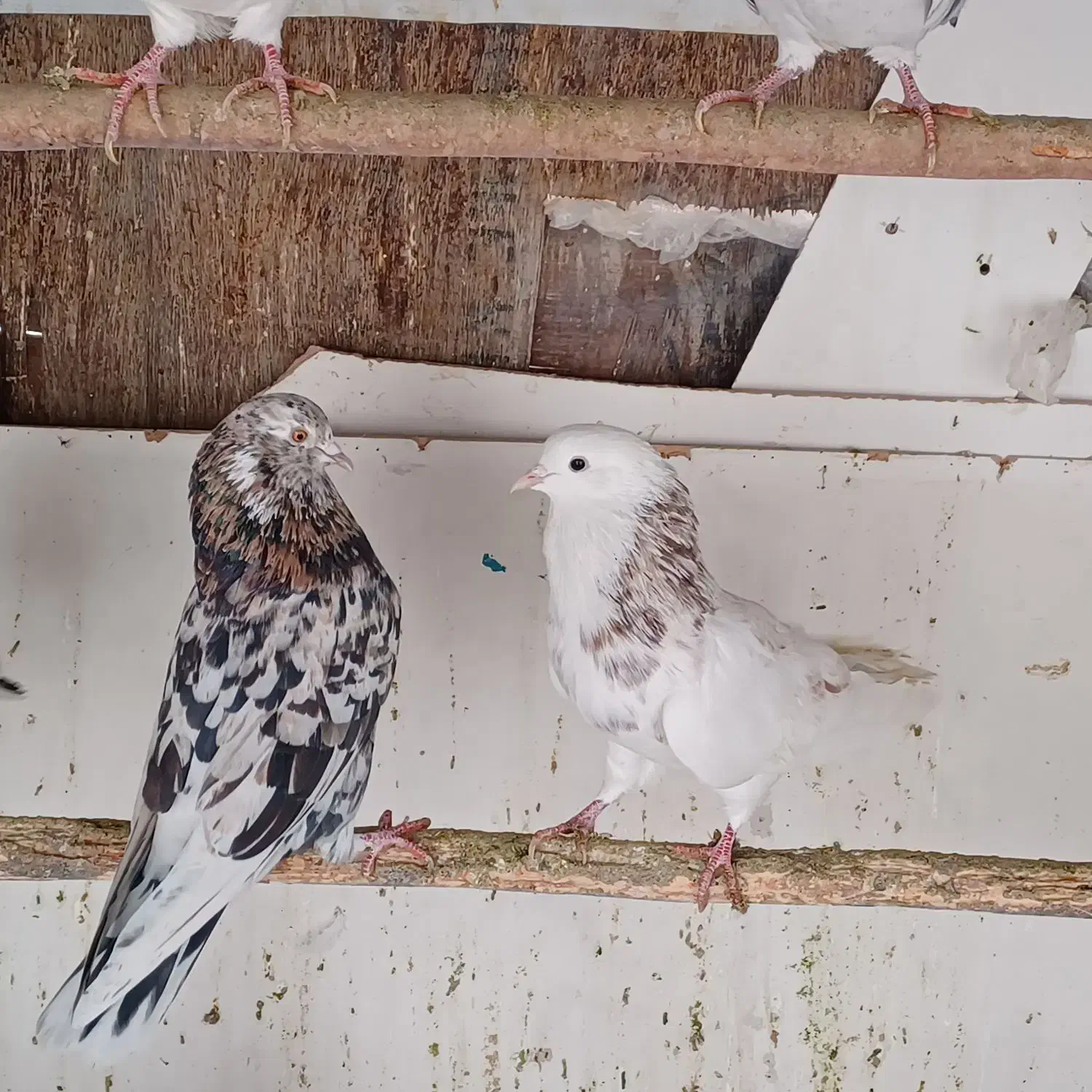 کفتر هما پرشی|پرنده|تهران, افسریه جنوبی|دیوار