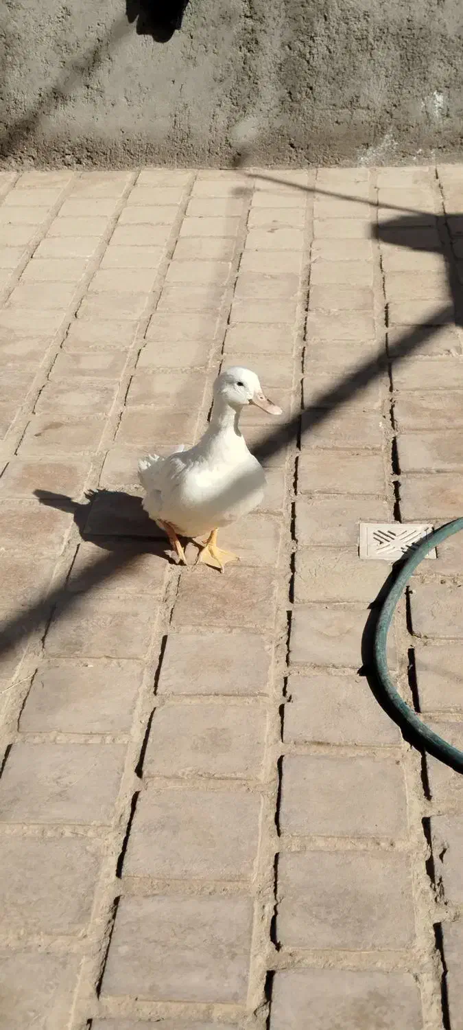 اردک|پرنده|کویرات, |دیوار