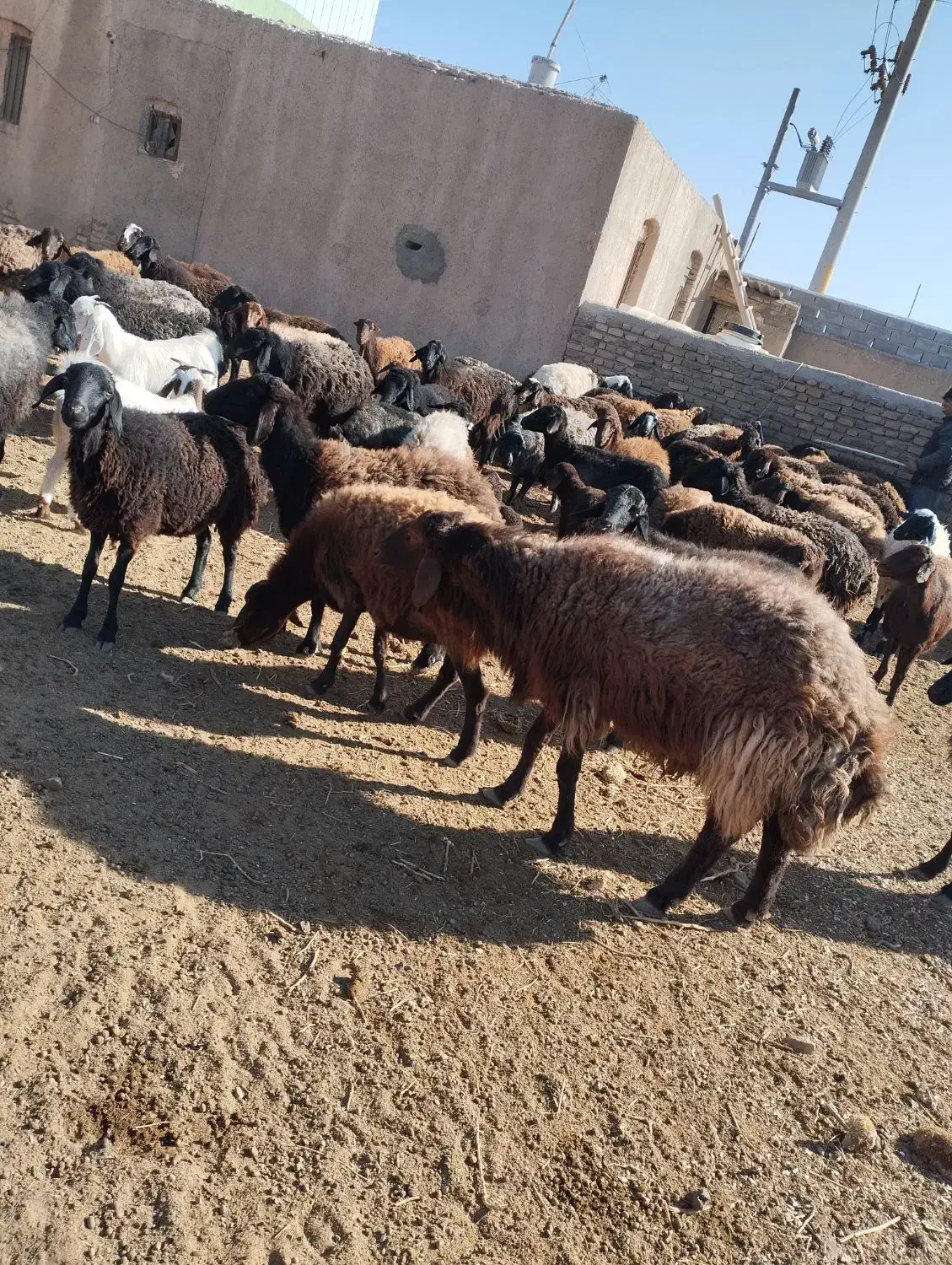 قوچ همو|حیوانات مزرعه|سبزوار, رباط|دیوار