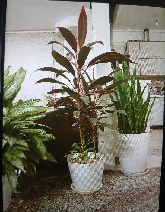 گل طبیعی|گل و گیاه طبیعی|فردیس, نسترن شرقی|دیوار