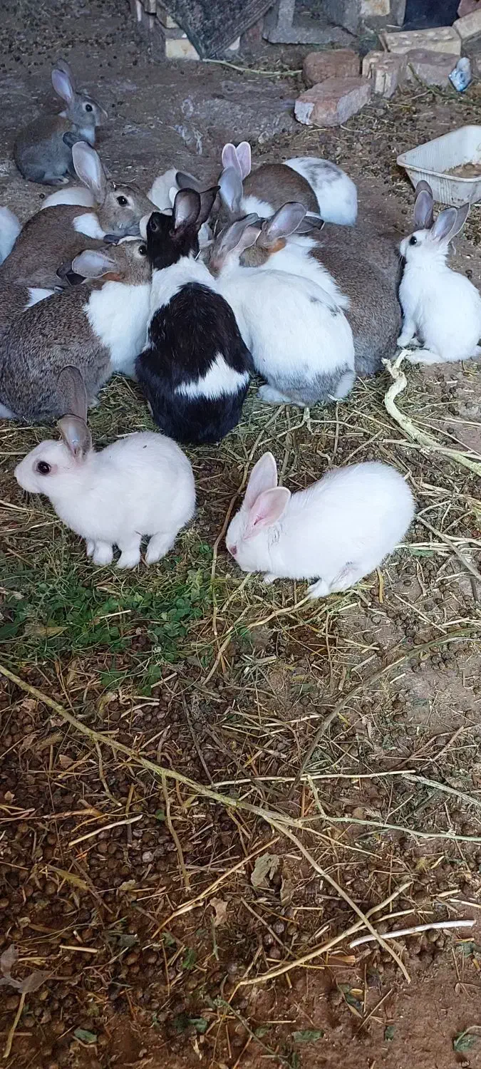 خرگوش حیوان|موش و خرگوش|دیواندره, |دیوار