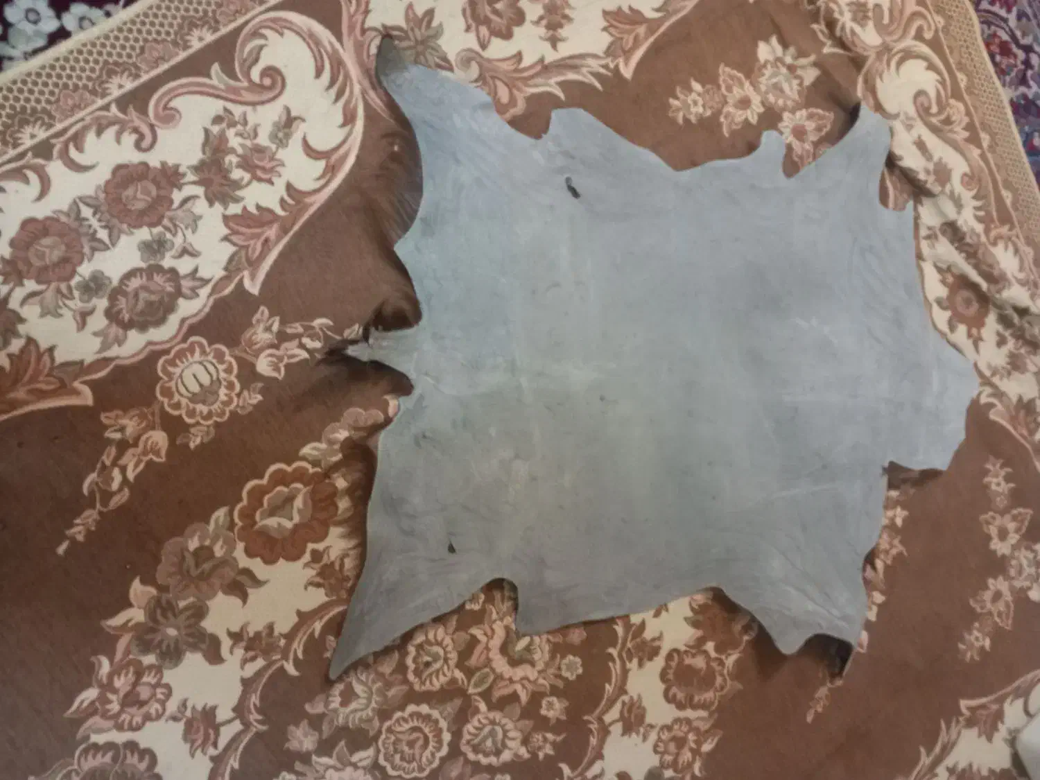 پوست بز|حیوانات مزرعه|اصفهان, شاهد|دیوار