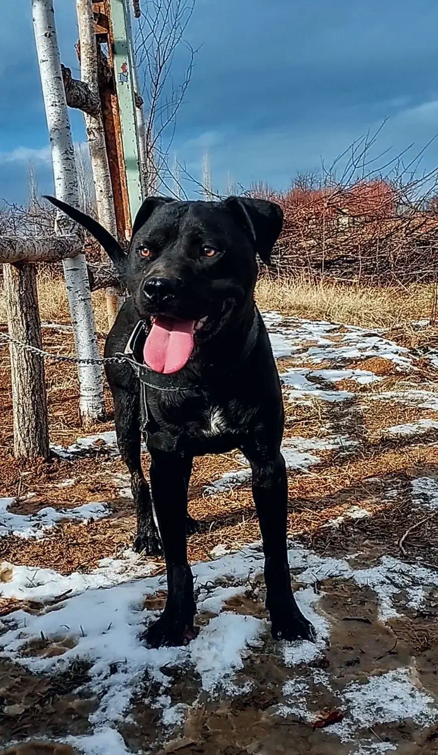 سگ پیت بول|سگ|قره چای, |دیوار