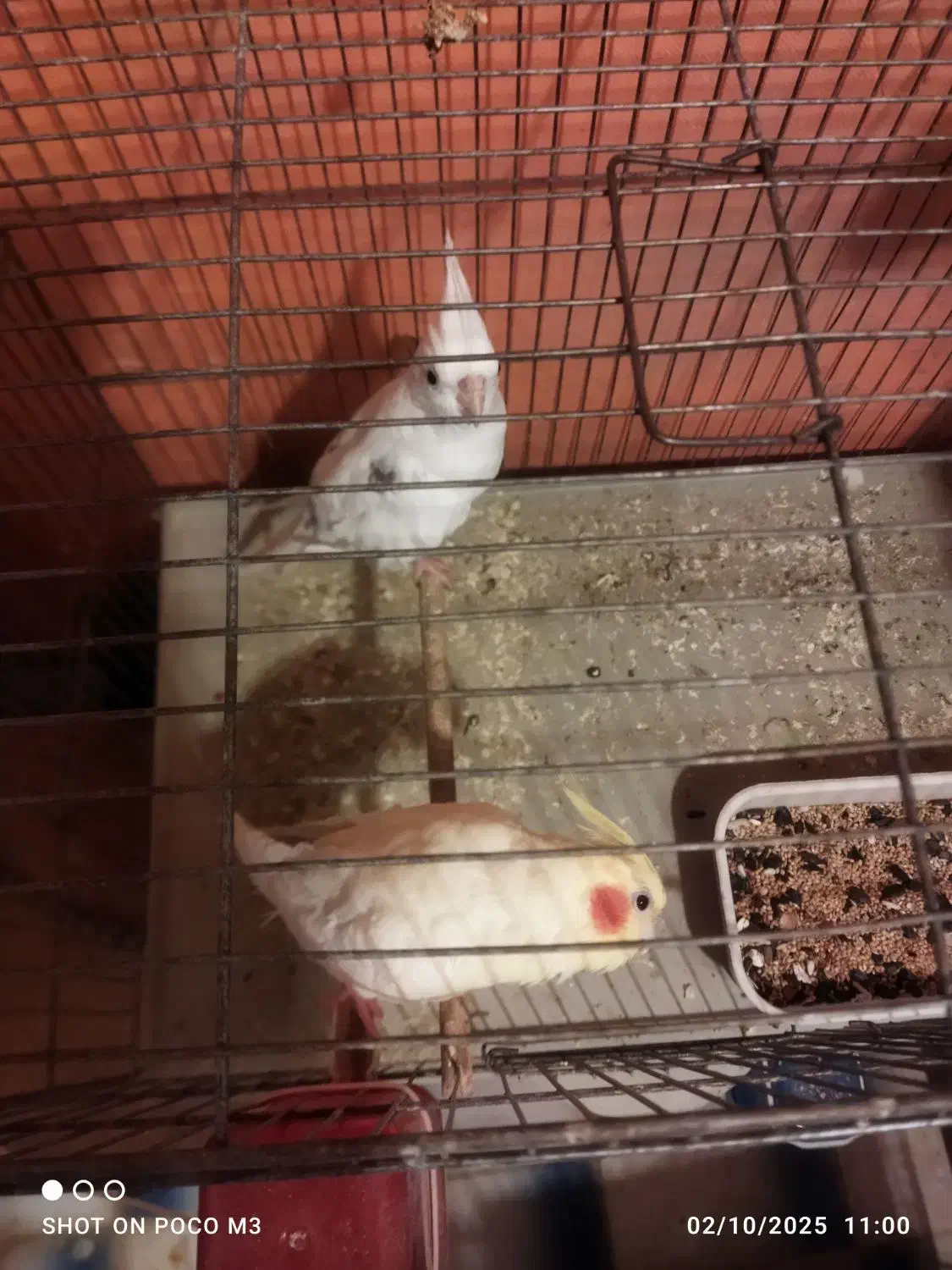 مرغ عشق وعروس هلندی|پرنده|آبپخش, |دیوار