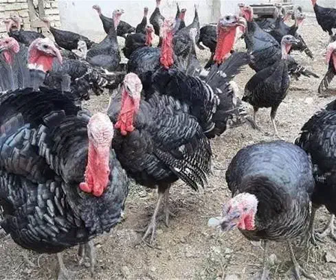 تعدادی بوقلمون نر و ماده|حیوانات مزرعه|ایواوغلی, |دیوار