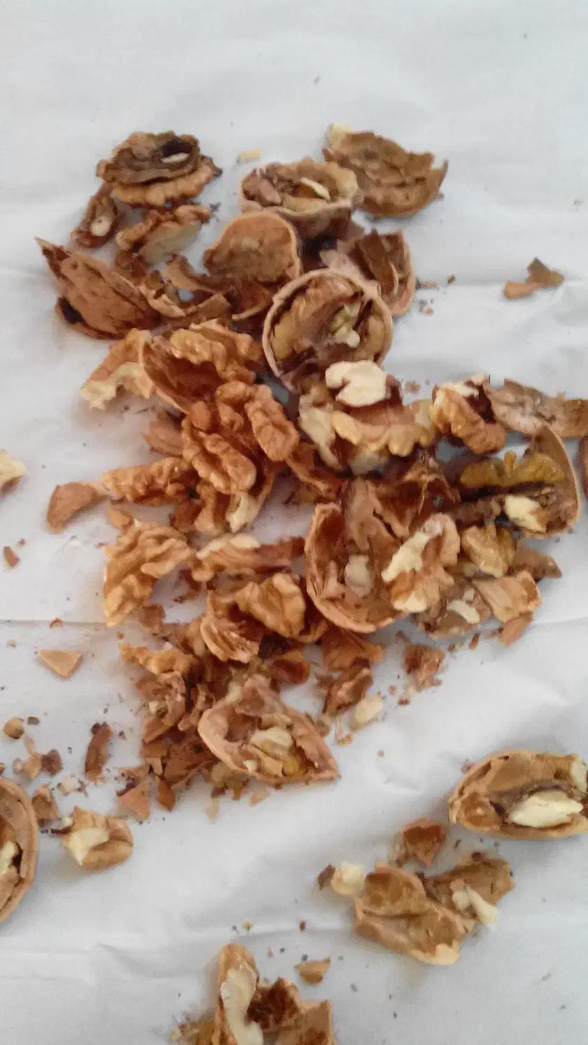 گردو|عمده‌فروشی|اسفراین, |دیوار